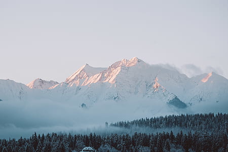 mountain alps and pine trees thumbnail