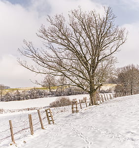 leafless tree on snowfield thumbnail