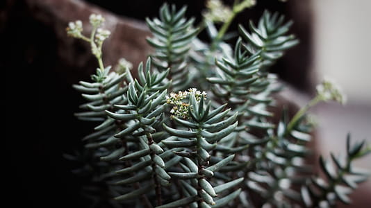 Close-up Photography of Green Leafed Plants thumbnail