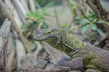 selective focus photography of monitor lizard thumbnail