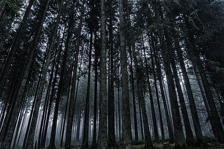 Low Angle View of Trees in Forest Against Sky thumbnail