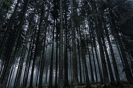 tree lot thumbnail