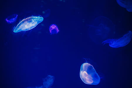 white jelly fish underwater with glowing lights thumbnail