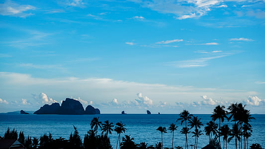 coconut tree line near sea thumbnail