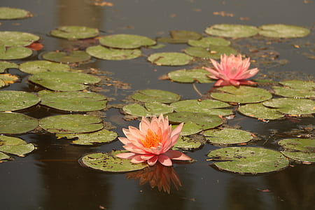 pink water lilies on pond at daytime thumbnail