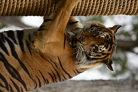 photo of adult tiger climbing rope wrapped log thumbnail