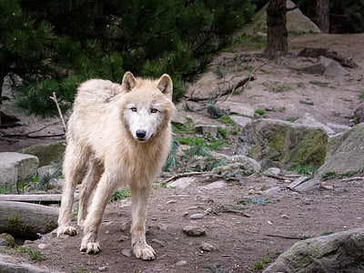 fawn wolf standing on brown soil thumbnail