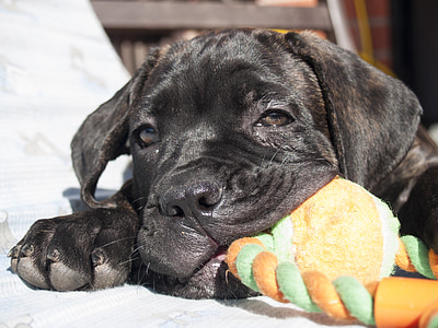 tan brindle puppy biting chew toy thumbnail