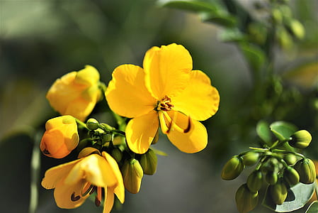 yellow petaled flowers thumbnail