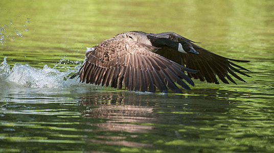 brown, white, and black mallard duck on body of water during daytime thumbnail