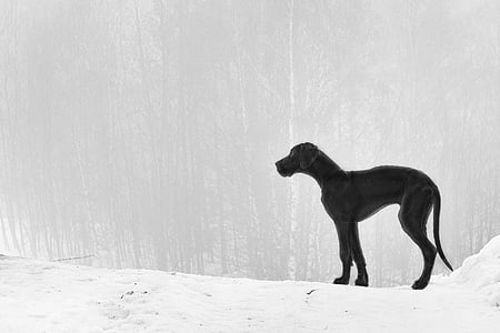 adult black great dane on snow field thumbnail