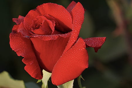 red rose thumbnail