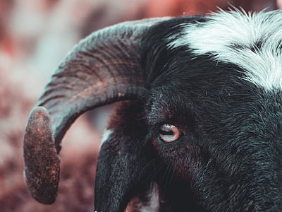 black ram thumbnail