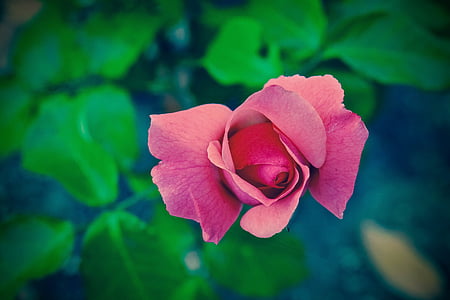 pink rose selective focus photography thumbnail