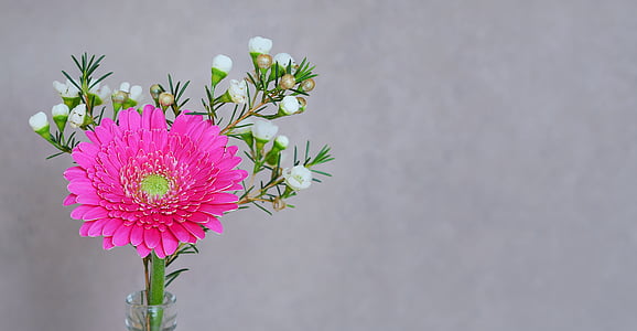 pink daisy flower thumbnail