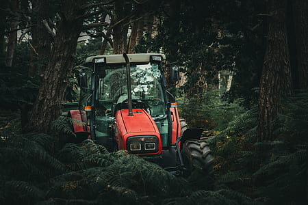 forest, trees, glass, car thumbnail
