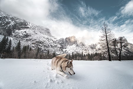 brown wolf crawl on snow near snow-capped mountain under blue and white sky thumbnail