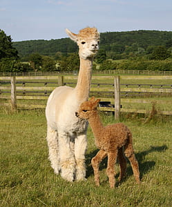 beige llama standing on green grass field during daytime thumbnail