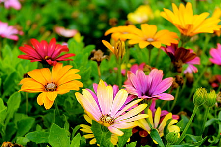 nature, field, flowers, summer thumbnail