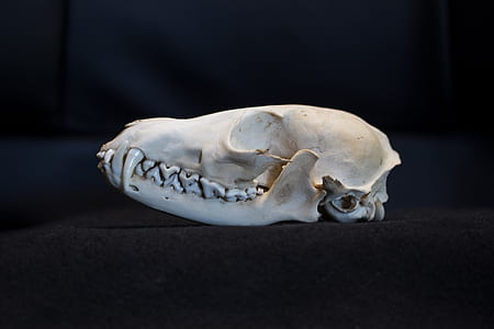 animal skull photo thumbnail