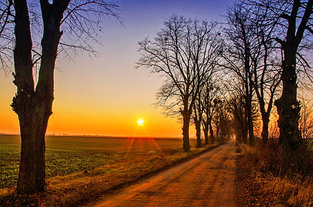 empty pathway between trees during golden hour thumbnail