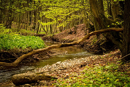 river in the middle of forest during daytime thumbnail