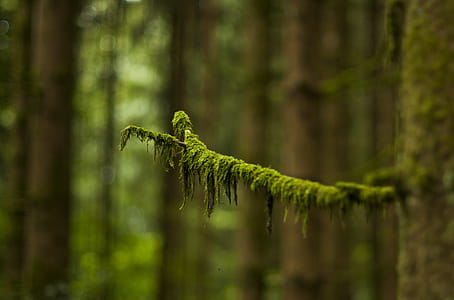 Macro Photography of Green Leaved Tree thumbnail
