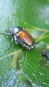 Beetle on grapevine. thumbnail