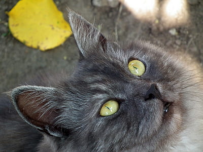 long-haired black and gray cat thumbnail
