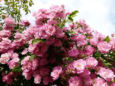 close-up photo of pink rose tree thumbnail
