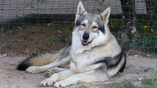 large short-coated white and black dog thumbnail
