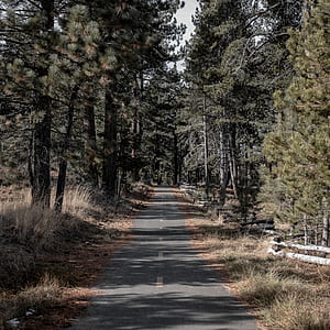 concrete road between forest tree thumbnail
