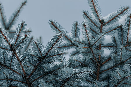 snow covered green pine isle tree thumbnail