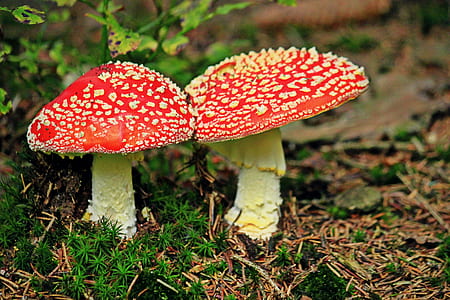 two red mushrooms thumbnail