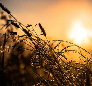 macro photo of grass with water drop thumbnail