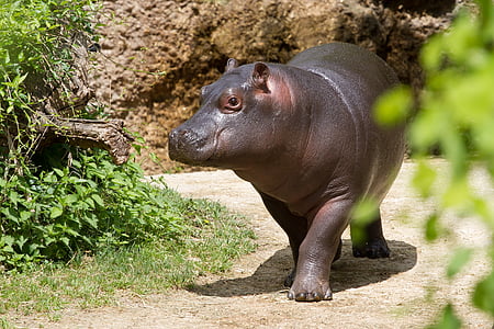 walking baby hippopotamus thumbnail