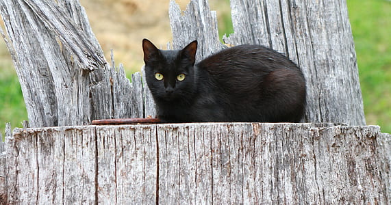 shallow focus photography of black cat sitting on gray wood stump thumbnail