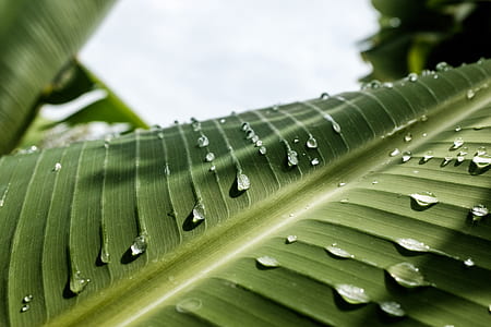 close up photography of leaf with water droplets thumbnail
