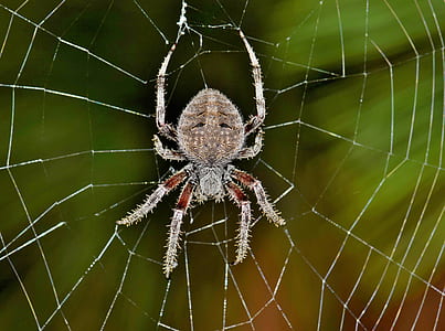 closeup photo of orb-weaver spider thumbnail