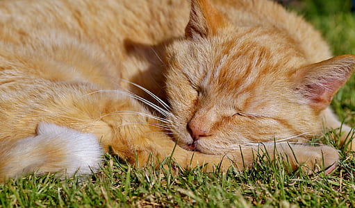 orange tabby cat sleeping on green grass thumbnail
