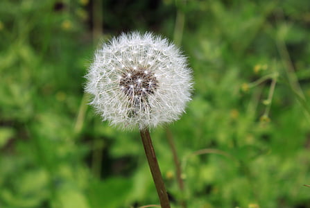 tilt shift focus photography of dandelion flower thumbnail