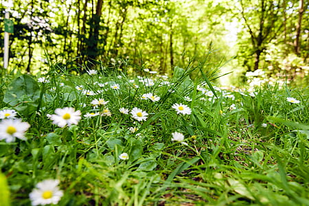 white daisy flowers beside trees at daytime thumbnail