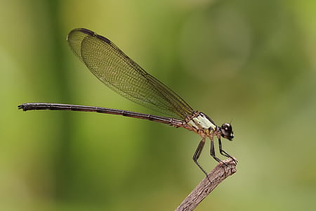 selective focus photography of damselfly perching on branch thumbnail