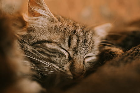 black tabby cat sleeping on grey comforter thumbnail