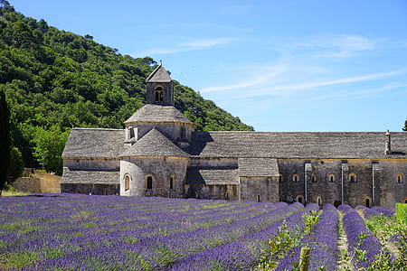 lavender fields and brown building thumbnail