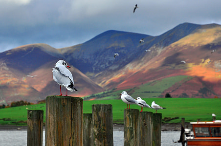 four white birds on brown wooden posts thumbnail