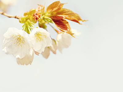 photo of white flowers and brown leaves thumbnail