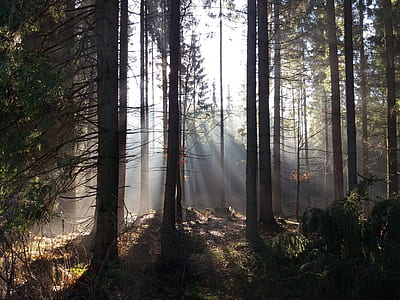treeline photo thumbnail