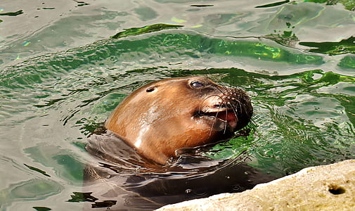 selective focus photography of sealion in water thumbnail