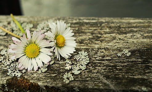two white daisy flowers on top of brown surface thumbnail